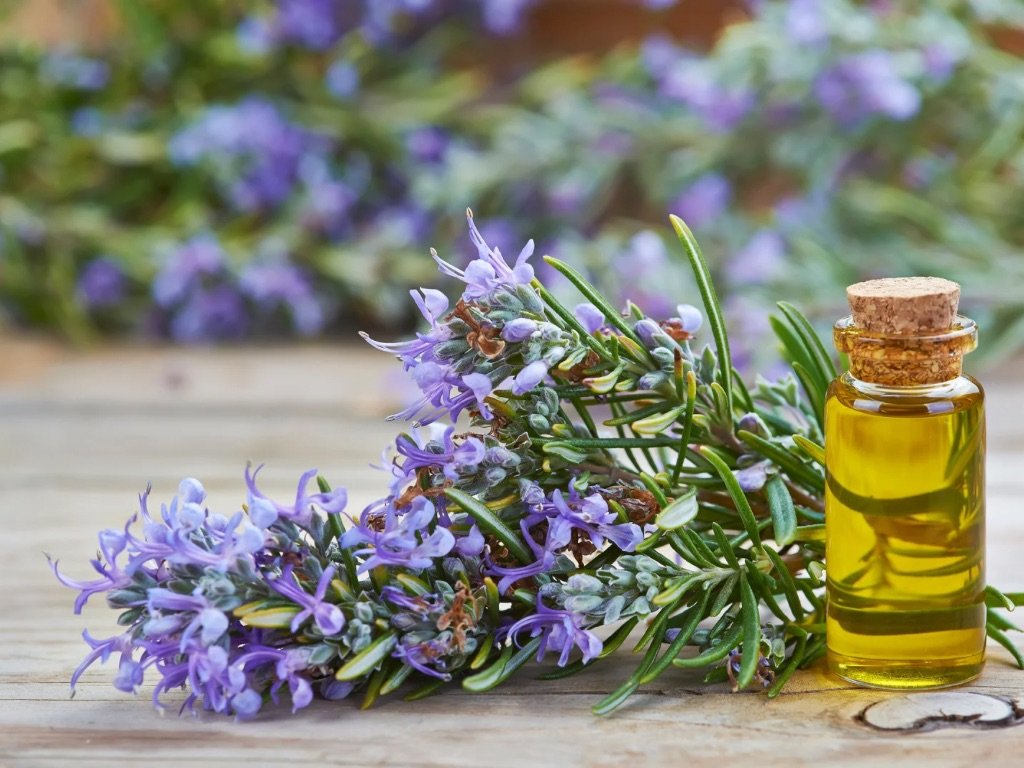 Le Romarin : Le Secret Naturel des Cheveux Forts et de la Peau Éclatante